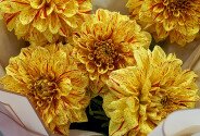 Buchet din 5 dalii portocalii — foto 4