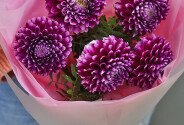 Buchet din 5 gheorghine roz — foto 3