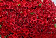 401 red roses 50 cm (pre-order, 10 days) — photo 1