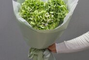 Buchet din 3 hortensii verzi — foto 4