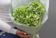 Buchet din 3 hortensii verzi — foto 2