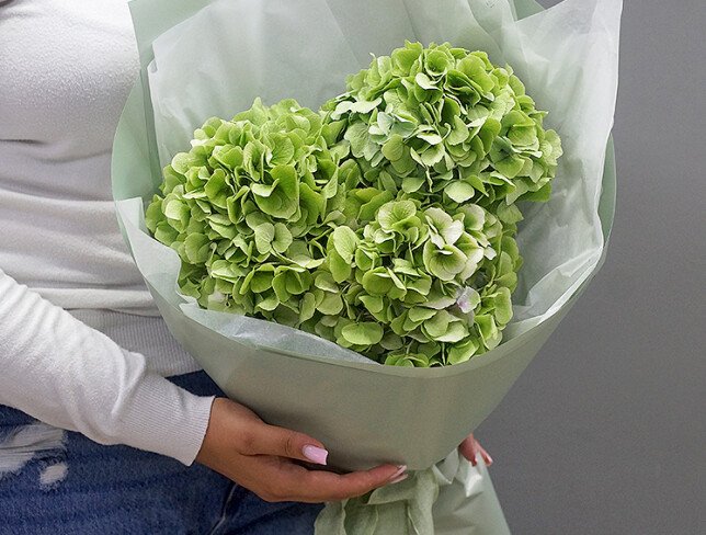 Buchet din 3 hortensii verzi foto