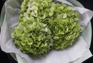 Buchet din 3 hortensii verzi — foto 3