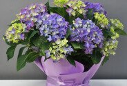 Hortensie mov în ghiveci — foto 1