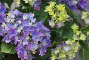 Hortensie mov în ghiveci — foto 2