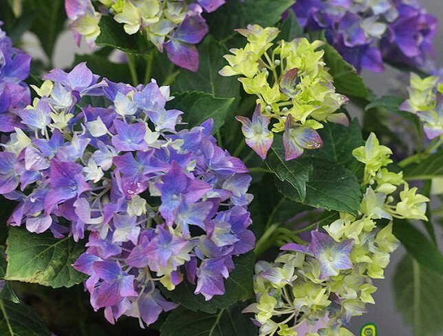 Hortensie mov în ghiveci — foto 2