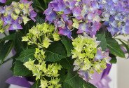 Hortensie mov în ghiveci — foto 3