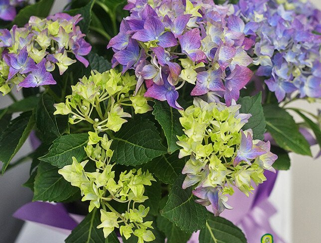 Hortensie mov în ghiveci — foto 3